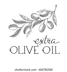 the Olive extra virgin. Hand drawing vintage style background. Vector Illustration, eps10, contains transparencies.