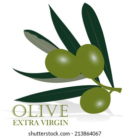 olive extra virgin plant