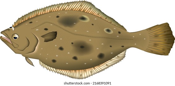 'Olive flounder' illustration. Vector EPS format.