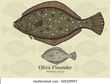 Olive Flounder. Vector illustration with refined details and optimized stroke that allows the image to be used in small sizes (in packaging design, decoration, educational graphics, etc.)