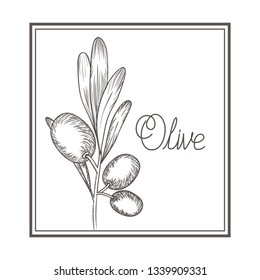 olive flower drawing isolated icon