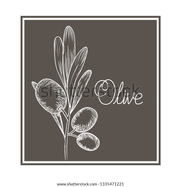 Olive Flower Drawing Isolated Icon Stock Vector (Royalty Free