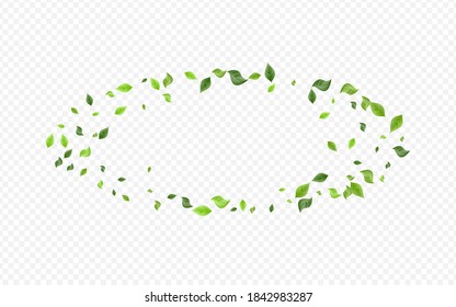 Olive Foliage Abstract Vector Transparent Background Concept. Motion Leaves Illustration. Forest Greenery Organic Template. Leaf Tree Wallpaper.