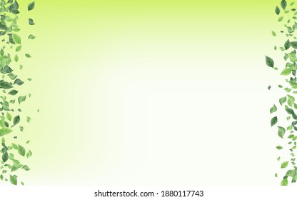 Olive Foliage Blur Vector Green Background Concept. Ecology Greenery Template. Grassy Leaf Realistic Backdrop. Leaves Tea Brochure.