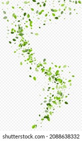 Olive Foliage Blur Vector Transparent Background. Realistic Leaf Pattern. Lime Leaves Swirl Wallpaper. Greens Falling Template.