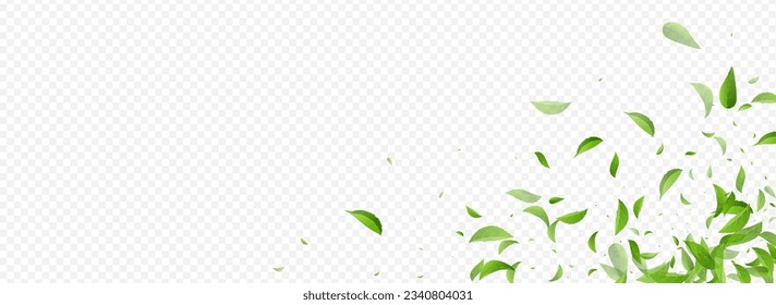 Olive Foliage Ecology Vector Panoramic Transparent Background Poster. Flying Leaves Border. Mint Greens Fresh Design. Leaf Tea Banner.