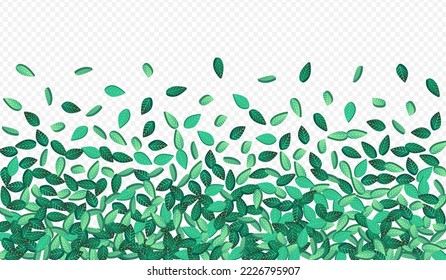 Olive Foliage Ökologie Vektortransparente Hintergrundpflanze. Transparente Grünen-Banner. Kalk Blätter Flying Broschüre. Leaf Kräuterillustration.