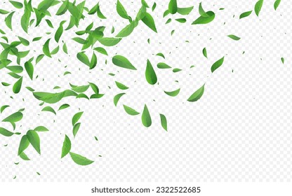 Olive Foliage Ecology Vector Transparent Background Border. Motion Greens Banner. Mint Leaves Falling Brochure. Leaf Tree Branch.