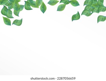 Olive Foliage Ecology Vector White Background Design. Blur Leaves Pattern. Mint Leaf Wind Brochure. Greenery Herbal Illustration.