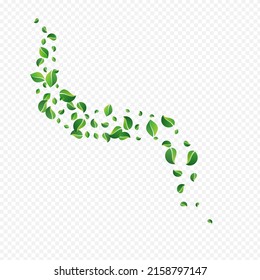 Olive Foliage Falling Vector Transparent Background. Tea Leaves Brochure. Swamp Leaf Swirl Wallpaper. Greens Flying Pattern.