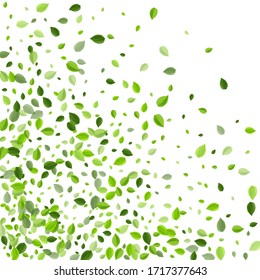 Olive Foliage Fly Vector Banner. Nature Leaves Wallpaper. Grassy Greens Motion Design. Leaf Transparent Backdrop.