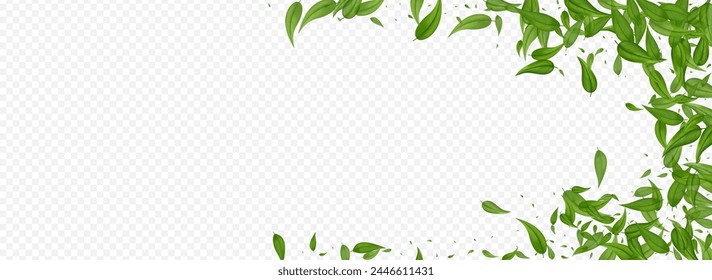 Olive Foliage Fly Vector Panoramic Transparent Background Plant. Wind Leaves Branch. Mint Greens Ecology Wallpaper. Leaf Flying Template.
