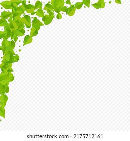 Olive Foliage Fly Vector Transparent Background Illustration. Swirl Greens Backdrop. Lime Leaves Herbal Plant. Leaf Falling Wallpaper.