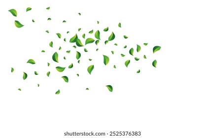 Olive Foliage Fly Vector White Background. Flying Leaf Banner. Grassy Leaves Abstract Design. Greens Ecology Poster.