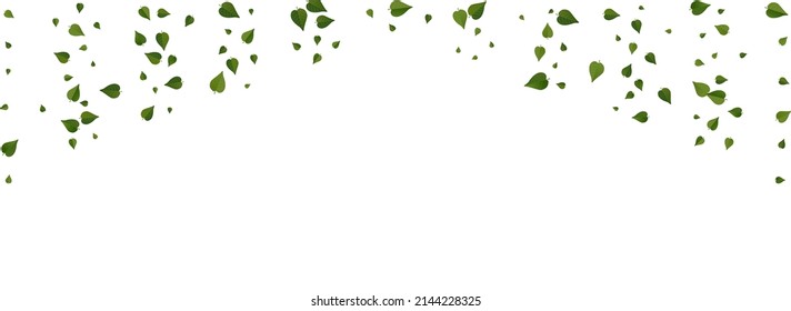 Olive Foliage Flying Vector Panoramic White Background Poster. Fresh Greens Backdrop. Mint Leaf Blur Template. Leaves Nature Wallpaper.