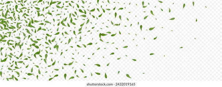 Olive Foliage Flying Vector Panoramic Transparent Background Template. Organic Greens Backdrop. Forest Leaf Tea Pattern. Leaves Motion Branch.