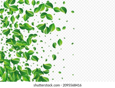 Olive Foliage Flying Vector Transparent Background. Ecology Leaves Border. Green Greens Motion Brochure. Leaf Organic Design.