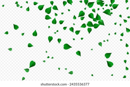 Olive Foliage Flying Vector Transparent Background Banner. Spring Leaf Backdrop. Lime Leaves Fly Brochure. Greens Nature Border.