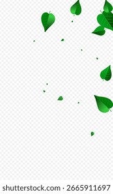 Olive Foliage Flying Vector Transparent Background Template. Tree Leaves Pattern. Green Leaf Nature Design. Greens Fresh Illustration.