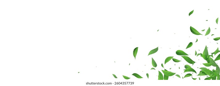 Olive Foliage Forest Vector Panoramic White Background Branch. Abstract Leaf Brochure. Green Greens Nature Concept. Leaves Fresh Backdrop.
