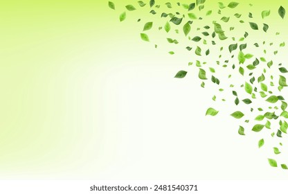 Olive Foliage Fresh Vector Green Background Brochure. Nature Leaf Banner. Grassy Greenery Forest Illustration. Leaves Flying Concept.