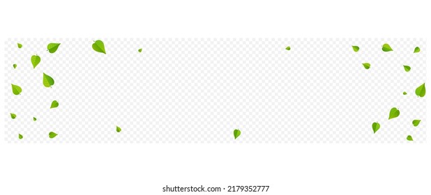 Olive Foliage Fresh Vector Panoramic Transparent Background Template. Tea Leaf Wallpaper. Lime Greens Spring Brochure. Leaves Swirl Pattern.