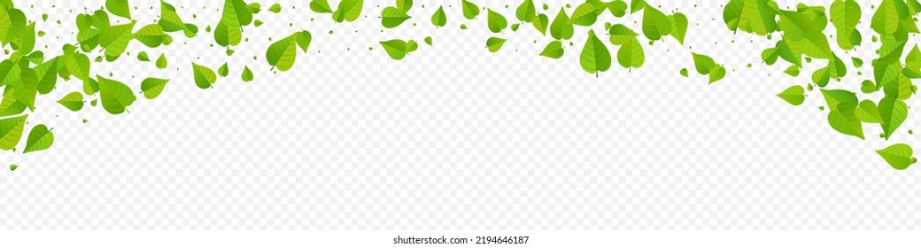 Olive Foliage Fresh Vector Panoramic Transparent Background Design. Blur Greens Concept. Lime Leaf Organic Template. Leaves Abstract Backdrop.