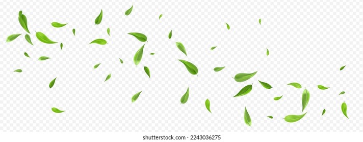 Olive Foliage Fresh Vector Panoramic Transparent Background Border. Flying Greens Backdrop. Forest Leaves Abstract Poster. Leaf Realistic Concept.