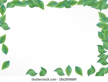 Olive Foliage Fresh Vector White Background Concept. Wind Leaf Template. Forest Leaves Realistic Backdrop. Greenery Ecology Banner.