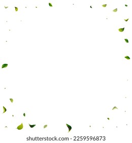 Olive Foliage Fresh White Vector Background Border. Herbal Leaf Pattern. Green Leaves Realistic Poster. Greens Nature Brochure.