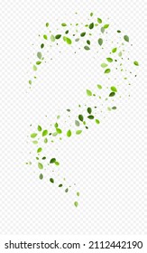 Olive Foliage Herbal Vector Transparent Background. Wind Leaves Template. Forest Leaf Falling Concept. Greens Blur Backdrop.