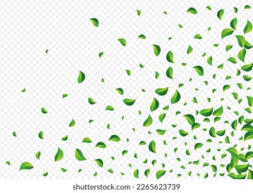 Olive Foliage Herbal Vector Transparent Background. Transparent Greens Branch. Forest Leaves Organic Backdrop. Leaf Realistic Pattern.