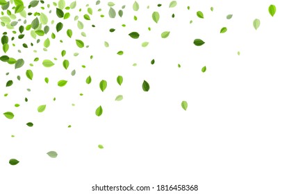 Olive Foliage Motion Vector Concept. Blur Greens Wallpaper. Grassy Leaves Falling Pattern. Leaf Herbal Branch.