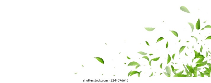 Olive Foliage Motion Vector Panoramic White Background Border. Falling Leaf Template. Green Leaves Organic Concept. Greens Flying Poster.