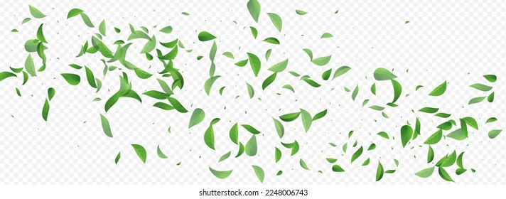 Olive Foliage Motion Vector Panoramic Transparent Background Poster. Nature Greens Concept. Mint Leaf Forest Design. Leaves Spring Backdrop.