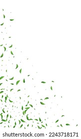 Olive Foliage Motion Vector White Background Backdrop. Fresh Leaves Concept. Forest Leaf Flying Template. Greens Nature Design.