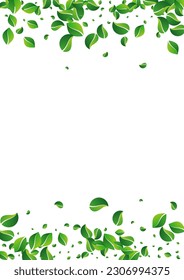 Olive-Foliage, Vektorweißer Hintergrund. Realistische Hintergründe. Wind-Tapete von Swamp Greens. Leaf Fresh Banner.