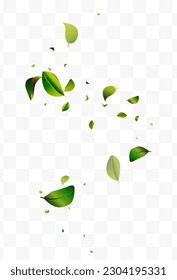 Olive Foliage Motion White Transparent Vector Background Banner. Abstract Greens Wallpaper. Mint Leaves Herbal Design. Leaf Fly Branch.