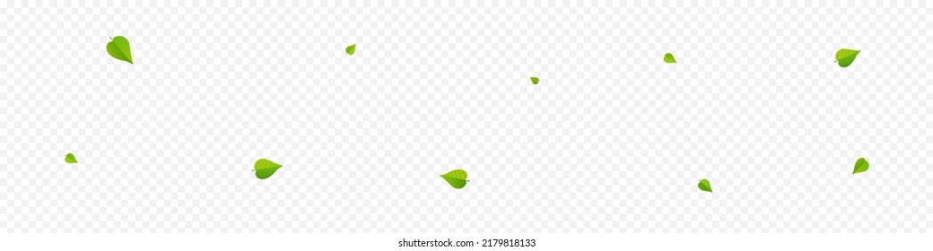Olive Foliage Nature Vector Panoramic Transparent Background Concept. Tree Leaves Illustration. Mint Leaf Organic Plant. Greens Motion Pattern.