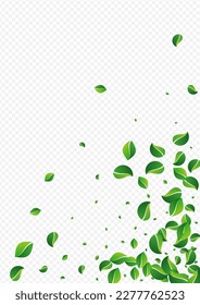 Olive Foliage Nature Vector Transparent Background. Tree Leaf Design. Lime Leaves Organic Concept. Greens Motion Backdrop.