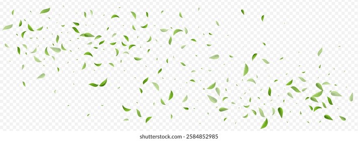 Olive Foliage Organic Vector Panoramic Transparent Background Border. Falling Leaf Backdrop. Lime Leaves Tree Template. Greens Abstract Pattern.