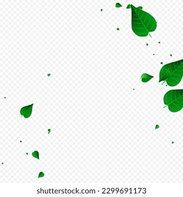 Pancarta de fondo transparente del vector orgánico de oliva. Planta Forestal Verde. Lime Leaf Fresco Fondo. Deja la plantilla de vuelo.