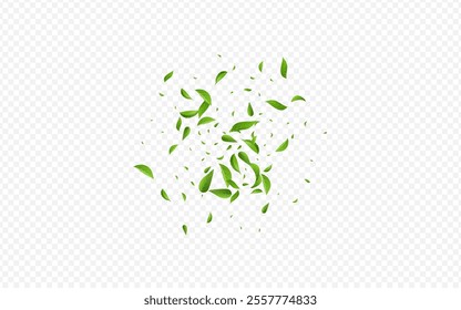 Olive Foliage Organic Vector Transparent Background Design. Motion Greens Brochure. Forest Leaf Wind Border. Leaves Tea Pattern.