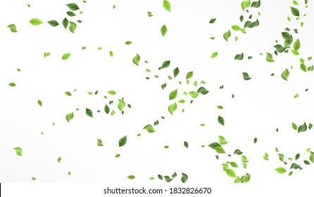 Olive Foliage Organic Vector White Background Brochure. Flying Leaves Concept. Green Leaf Tree Border. Greenery Fresh Banner.