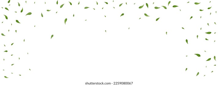 Olive Foliage Realistic Vector Panoramic White Background Banner. Flying Leaves Poster. Lime Leaf Transparent Branch. Greens Wind Pattern.