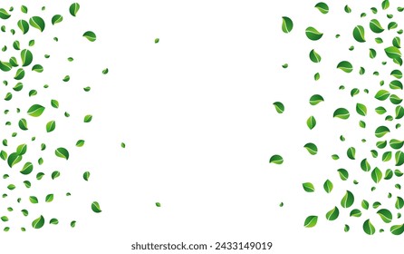 Olive Foliage Realistic Vector White Background. Nature Leaves Illustration. Swamp Leaf Spring Plant. Greens Tea Branch.