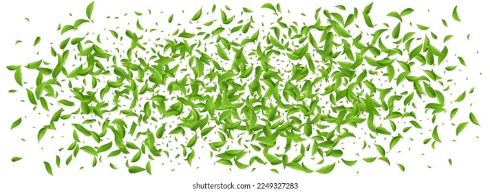 Olive Foliage Spring Vector Panoramic White Background Wallpaper. Swirl Leaves Brochure. Mint Leaf Transparent Pattern. Greens Falling Template.