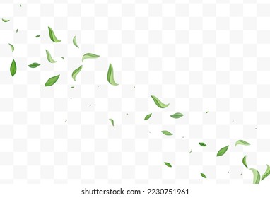 Olive Foliage Spring Vector Transparent Background Design. Forest Leaves Plant. Green Greens Ecology Illustration. Leaf Wind Pattern.