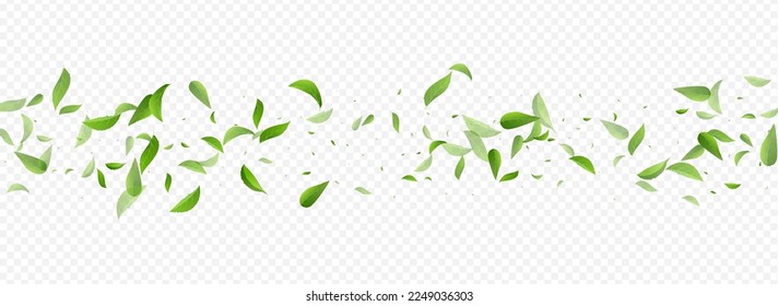 Olive Foliage Swirl Vector Panoramic Transparent Background Plant. Abstract Leaves Border. Swamp Leaf Blur Template. Greens Nature Brochure.