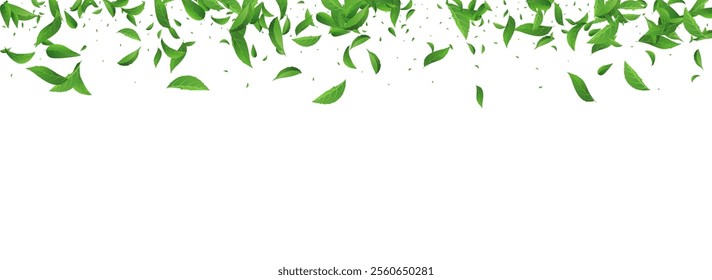Olive Foliage Swirl Vector Panoramic White Background Banner. Herbal Greens Wallpaper. Green Leaves Wind Border. Leaf Organic Backdrop.
